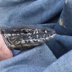 Varanus rosenbergi at Namadgi National Park - suppressed