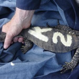 Varanus rosenbergi at Namadgi National Park - suppressed