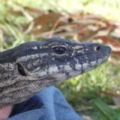 Varanus rosenbergi (Heath or Rosenberg's Monitor) at Namadgi National Park - 13 Oct 2020 by DonFletcher