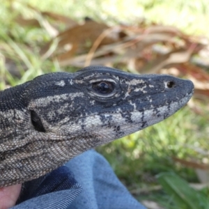 Varanus rosenbergi at Namadgi National Park - suppressed