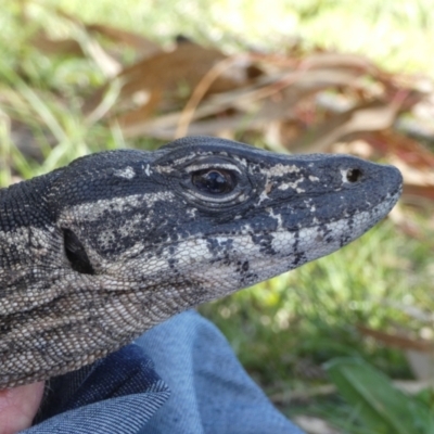 Varanus rosenbergi (Heath or Rosenberg's Monitor) at Booth, ACT - 13 Oct 2020 by DonFletcher