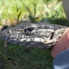 Varanus rosenbergi at Namadgi National Park - suppressed