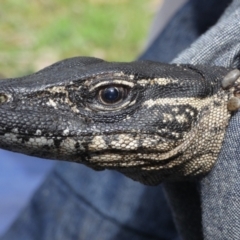 Varanus rosenbergi (Heath or Rosenberg's Monitor) at Namadgi National Park - 5 Oct 2020 by DonFletcher