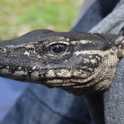 Varanus rosenbergi (Heath or Rosenberg's Monitor) at Namadgi National Park - 5 Oct 2020 by DonFletcher