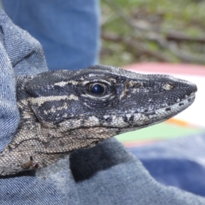 Varanus rosenbergi at Namadgi National Park - 5 Oct 2020