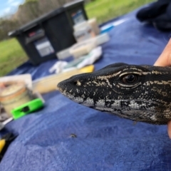 Varanus rosenbergi (Heath or Rosenberg's Monitor) at Mount Clear, ACT - 10 Nov 2020 by DonFletcher