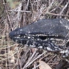 Varanus rosenbergi (Heath or Rosenberg's Monitor) at Mount Clear, ACT - 15 Nov 2019 by DonFletcher