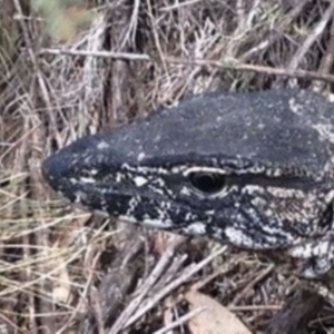 Varanus rosenbergi at Namadgi National Park - 15 Nov 2019