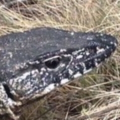 Varanus rosenbergi at Namadgi National Park - 15 Nov 2019