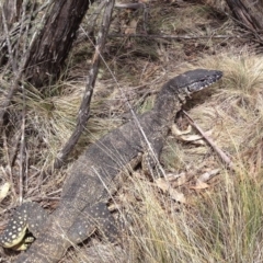 Varanus rosenbergi at Namadgi National Park - 15 Nov 2019