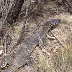 Varanus rosenbergi at Namadgi National Park - 15 Nov 2019