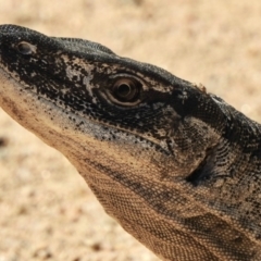 Varanus rosenbergi (Heath or Rosenberg's Monitor) at Namadgi National Park - 3 Apr 2021 by DonFletcher