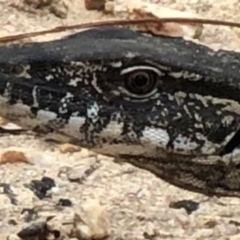 Varanus rosenbergi (Heath or Rosenberg's Monitor) at Kambah, ACT - 15 Mar 2023 by DonFletcher