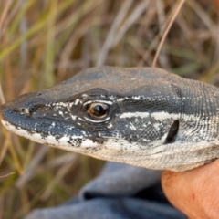 Varanus rosenbergi (Heath or Rosenberg's Monitor) at Namadgi National Park - 1 Apr 2018 by DonFletcher