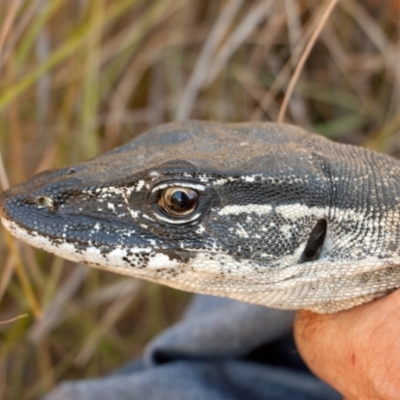 Varanus rosenbergi (Heath or Rosenberg's Monitor) at Namadgi National Park - 1 Apr 2018 by DonFletcher