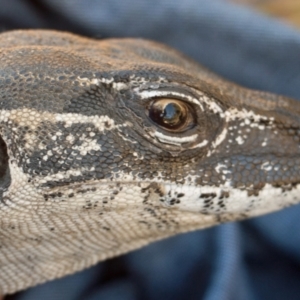 Varanus rosenbergi at Namadgi National Park - 1 Apr 2018