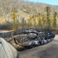 Varanus rosenbergi at Namadgi National Park - 9 Dec 2020