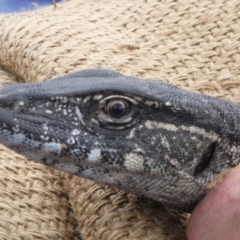 Varanus rosenbergi (Heath or Rosenberg's Monitor) at Namadgi National Park - 21 Oct 2020 by DonFletcher