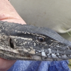 Varanus rosenbergi at Namadgi National Park - 21 Oct 2020