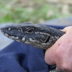 Varanus rosenbergi at Namadgi National Park - 27 Oct 2021