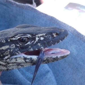 Varanus rosenbergi at Namadgi National Park - suppressed