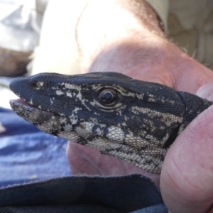 Varanus rosenbergi at Namadgi National Park - suppressed