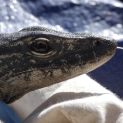 Varanus rosenbergi (Heath or Rosenberg's Monitor) at Booth, ACT - 12 Oct 2020 by DonFletcher