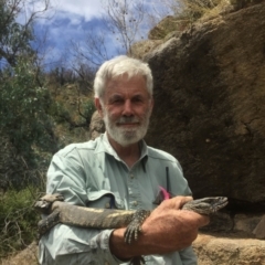 Varanus rosenbergi (Heath or Rosenberg's Monitor) at Booth, ACT - 9 Nov 2020 by DonFletcher