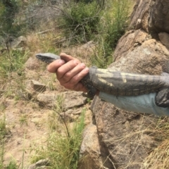 Varanus rosenbergi at Namadgi National Park - 9 Nov 2020