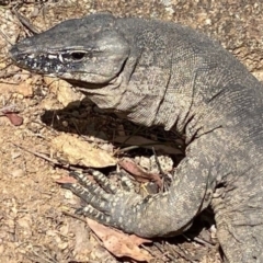 Varanus rosenbergi (Heath or Rosenberg's Monitor) at Booth, ACT - 20 Jan 2022 by DonFletcher