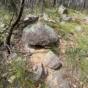 Varanus rosenbergi at Namadgi National Park - 20 Jan 2022