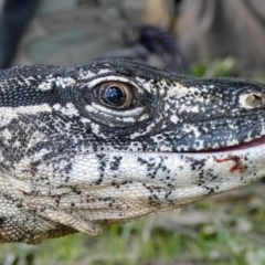 Varanus rosenbergi (Heath or Rosenberg's Monitor) at Booth, ACT - 30 Nov 2018 by DonFletcher