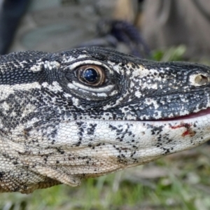 Varanus rosenbergi at Namadgi National Park - 30 Nov 2018