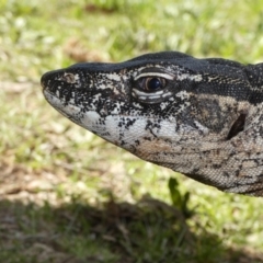 Varanus rosenbergi at Namadgi National Park - suppressed