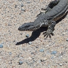 Varanus rosenbergi (Heath or Rosenberg's Monitor) at Booth, ACT - 16 Jan 2021 by DonFletcher