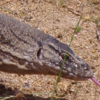 Varanus rosenbergi (Heath or Rosenberg's Monitor) at Booth, ACT - 11 Nov 2006 by DonFletcher