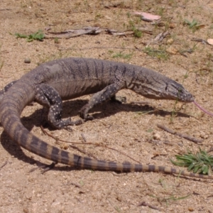 Varanus rosenbergi at Namadgi National Park - 11 Nov 2006