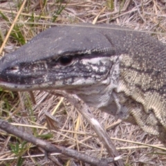 Varanus rosenbergi (Heath or Rosenberg's Monitor) at Namadgi National Park - 11 Nov 2006 by DonFletcher