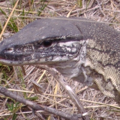 Varanus rosenbergi (Heath or Rosenberg's Monitor) at Booth, ACT - 11 Nov 2006 by DonFletcher