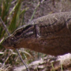 Varanus rosenbergi at Namadgi National Park - 11 Nov 2006