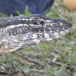 Varanus rosenbergi at Namadgi National Park - 30 Nov 2018