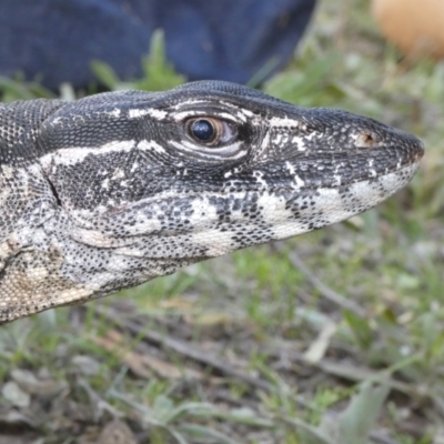 Varanus rosenbergi (Heath or Rosenberg's Monitor) at Namadgi National Park - 30 Nov 2018 by DonFletcher