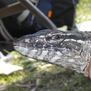 Varanus rosenbergi at Namadgi National Park - 30 Nov 2018