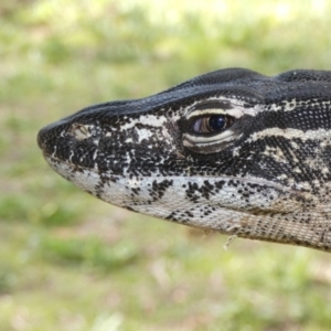 Varanus rosenbergi at Namadgi National Park - 29 Nov 2018