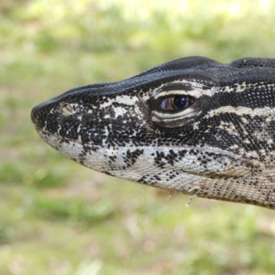 Varanus rosenbergi (Heath or Rosenberg's Monitor) at Booth, ACT - 29 Nov 2018 by DonFletcher