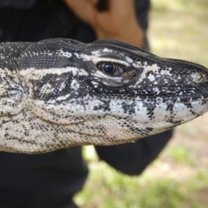 Varanus rosenbergi at Namadgi National Park - 29 Nov 2018