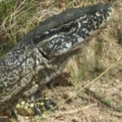 Varanus rosenbergi (Heath or Rosenberg's Monitor) at Namadgi National Park - 15 Feb 2013 by DonFletcher