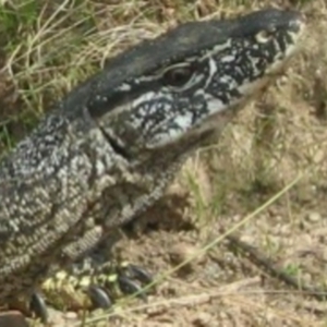 Varanus rosenbergi at Namadgi National Park - 15 Feb 2013