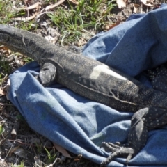 Varanus rosenbergi (Heath or Rosenberg's Monitor) at Namadgi National Park - 2 Feb 2019 by DonFletcher