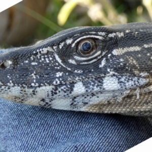 Varanus rosenbergi at Namadgi National Park - 2 Feb 2019